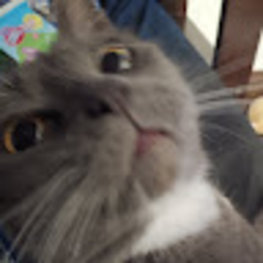 Meet your Posher, Athena